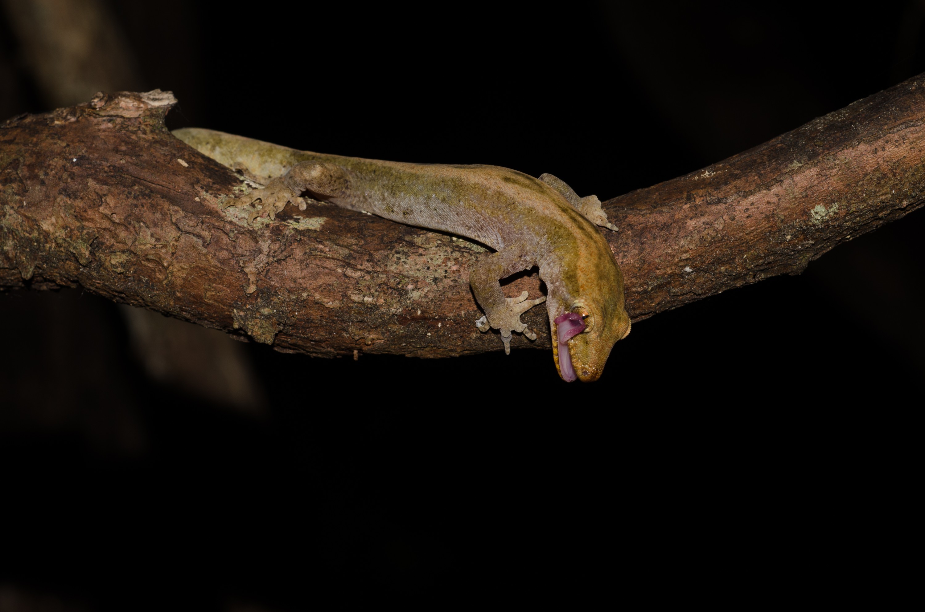DSC_9920 – Pacific, gecko, Dactylocnemis, pacificus, lizard, home, Crispin, reptiles, amphibians, rare, cold, blood, new, new zealand, zealand, nz